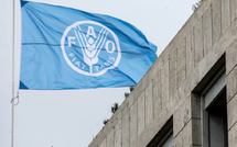 FAO: le Maroc à la vice‑présidence, une voix qui compte