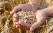 Céréales: le Maroc parmi les plus grands importateurs selon l’USDA