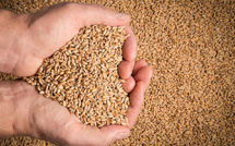 Le Maroc face à sa dépendance céréalière : une équation qui s’impose malgré les pluies