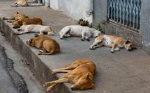 Chiens errants : 100 000 attaques et 33 morts de la rage en 2024 au Maroc