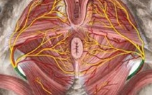 Quand un nerf discret transforme la douleur en enfer