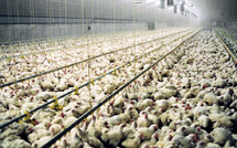 Le Conseil de la Concurrence à l'Offensive dans l'Aviculture