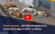Chiens errants : 100 000 attaques et 33 morts de la rage en 2024 au Maroc