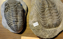 Contrebande stoppée : des fossiles et tortues du Maroc interceptés en France