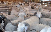 Cheptel : reconstitution en marche 32,8 millions de têtes et une aide ciblée qui change la donne