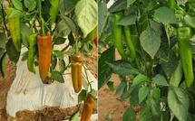 Maroc : Poivrons doux en tête des exportations agricoles 2024/25 malgré les défis climatiques