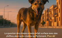 La question des chiens errants refait surface avec des chiffres alarmants