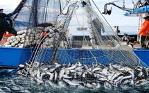Économie bleue : l’Office national des pêches accélère la modernisation de la filière halieutique malgré le repli de l’activité