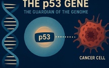 Le gène p53