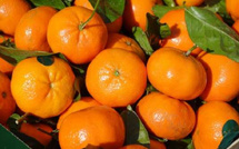 Agrumes marocains en 2025-2026 : une production en hausse malgré les défis climatiques et un soutien public renouvelé