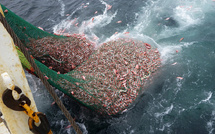 Pêche pélagique : Rabat et Moscou cadrent les quotas 2026