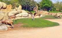 Casablanca : ouverture du zoo d’Aïn Sebaâ après la polémique sur les prix