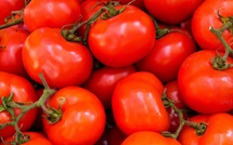 Tomate mondiale en 2024 : le Maroc s’impose par le rendement, la compétitivité et l’exportation