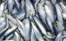Sardines congelées : le Maroc bloque l’export dès le 1er février 2026