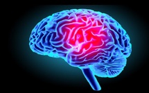 L’horloge cachée du cerveau: des vitesses neuronales qui sculptent nos capacités