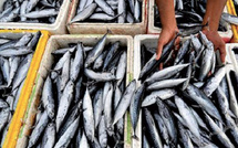 Sardine sous pression : pourquoi Rabat ferme le robinet des exportations pour protéger le marché intérieur