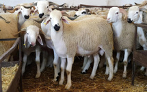 Reconstitution du cheptel national : 5,2 MMDH débloqués après l’identification de 32,3 millions de têtes