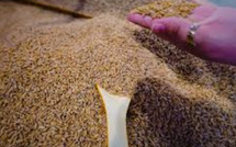 Le Maroc confirme sa place de poids dans les importations de blé américain en Afrique en 2025