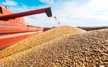 Blé américain : 61.700 tonnes importées par le Maroc en 2025