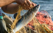 Pêche UE-Maroc : vers un nouveau pacte durable ou un retour incertain des chalutiers européens ?