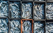 Sardines à 40 dirhams le kilo : comment un poisson populaire est devenu un produit presque de luxe