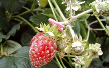 Inondations au Loukkos : les fruits rouges sous l’eau, l’export en danger immédiat