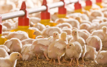 Aviculture au Maroc : la surproduction fait chuter les prix