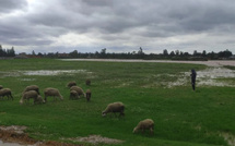 Gharb et Loukkos : le secteur agricole à genoux après des inondations dévastatrices