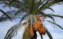 Palmier dattier : le retour des pluies ravive l’espoir d’une autosuffisance nationale