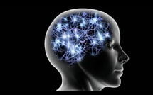 Le QI du cerveau est une affaire de réseau: l’intelligence émerge d’une coordination à l’échelle globale