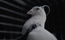  Neurotechnologie : la Russie à l'avant-garde de la fusion entre biologie et cybernétique