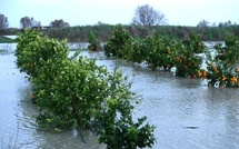 Intempéries au Gharb : la filière agrumicole menacée