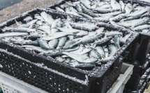 Ramadan : une offre exceptionnelle de sardines congelées à 13 dirhams pour contenir la flambée des prix