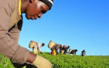 VunaPay révolutionne l’agriculture au Kenya