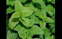 Santé cognitive: la mélisse montre un potentiel dans les compléments pour le cerveau