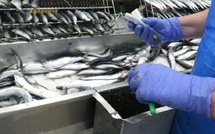 Casablanca : plus de 500 tonnes de poissons au marché au 6ᵉ jour du Ramadan