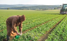 Agriculture marocaine : l’ADA lance un appel à projets pour structurer 20 alliances productives