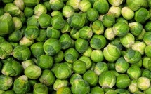 Choux de Bruxelles : le Maroc se hisse 3ᵉ exportateur mondial en 2025