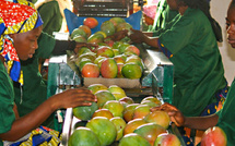 Le Maroc s’attend à une arrivée massive de mangues du Mali, avec des baisses de prix en perspective