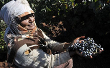 Terroirs en mutation : Le raisin de table éclipse le vin au Maroc