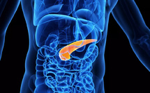 Avancée médicale : des cellules souches créent un pancréas autonome prometteur