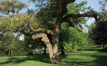 Forêt de la Maâmora : pas de massacre, juste des arbres décoiffés par le vent