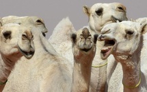 Chameaux au Botox : le désert en mode chirurgie esthétique