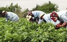 Maroc : 40.000 jeunes du milieu rural vont être formés à l’agriculture