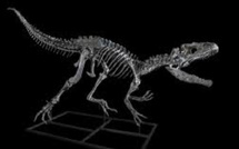 Tendrara : un dinosaure préhistorique reconstitué