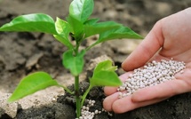 Engrais : Fitch anticipe une hausse des intrants, les phosphates du Maroc résistent