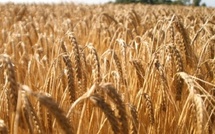 Orge en Afrique : le Maroc consolide sa 2e place et s’affirme en leader régional