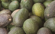 Avocats marocains : les exportations plongent de 50 % après un record historique