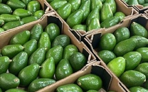 Avocat marocain : une campagne sous tension qui fragilise les exportations