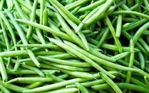 Haricots verts : le Maroc bat un record historique en Irlande
